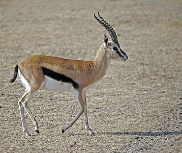 brown and white deer standing on brown dry land field thumbnail