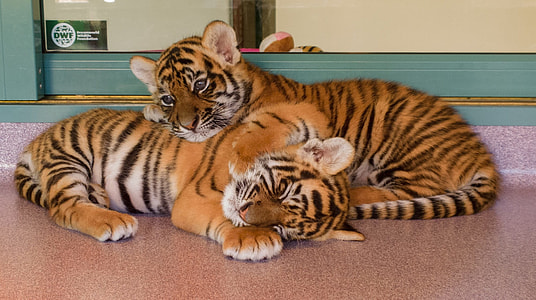 two Bengal tiger cubs thumbnail