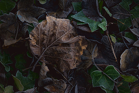 close-up photography of dried leaf thumbnail