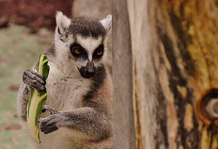 brown lemur carrying fruit thumbnail