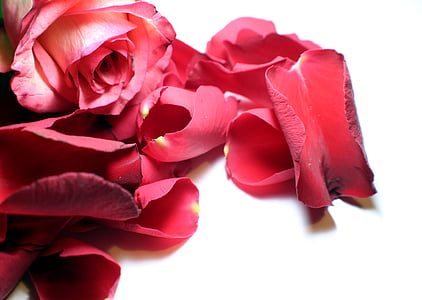 red rose against white background thumbnail