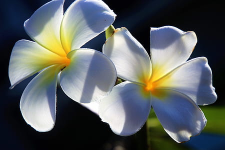 white-and-yellow Plumeria flowers in bloom close up photo thumbnail