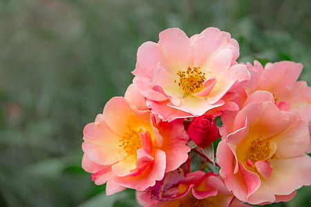 tilt shift lens photography of pink and red flowers thumbnail