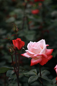 shallow focus of red rose thumbnail