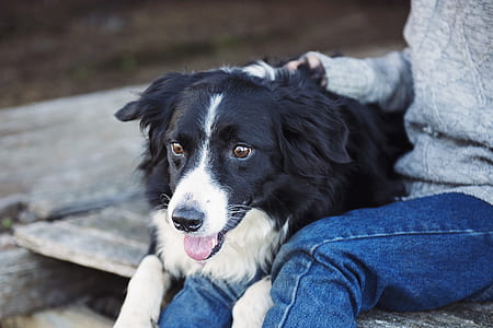 person, animal, dog, pet thumbnail