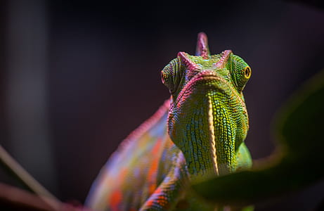 green chameleon thumbnail