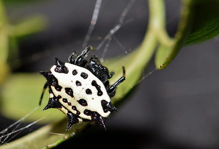 closeup photography of white and black spiny orb weaver spider thumbnail