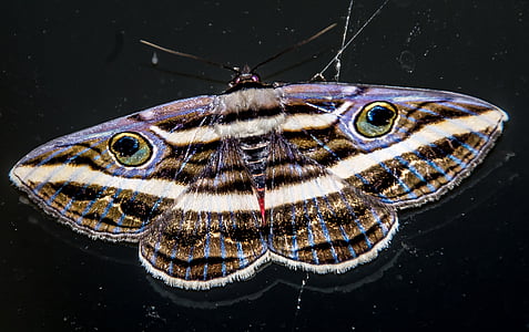brown and white butterfly thumbnail