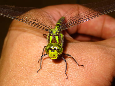 green dragonfly on hand of person thumbnail