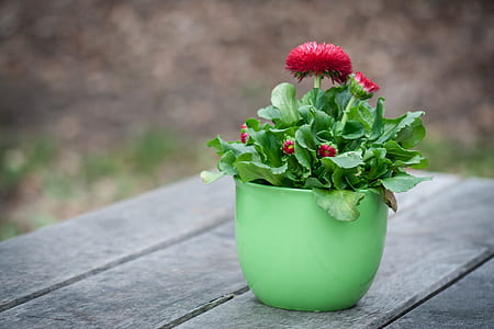 closeup photography of red petaled flowers in green pot thumbnail