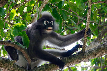 black monkey on tree branch thumbnail