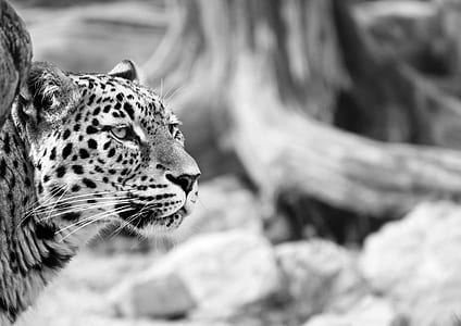 leopard in grayscale photography thumbnail