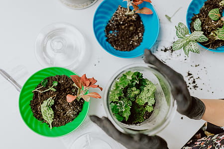Building Rainforest Terrarium in a Jar thumbnail
