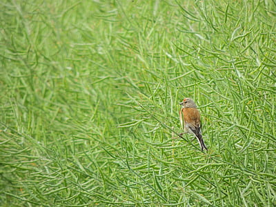nature, bird, wildlife, bush thumbnail