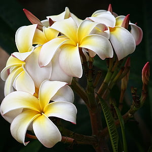 white-and-yellow plumeria flower in full bloom thumbnail