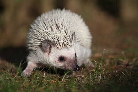 white porcupine thumbnail