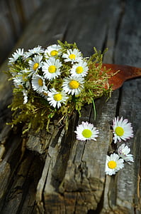 white petaled flower thumbnail