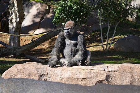 gorilla seating thumbnail