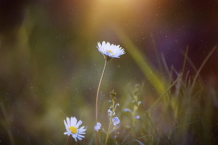 two white daisy flowers thumbnail