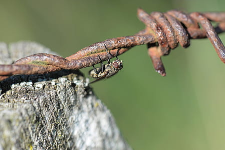 black fly on gray metal barbwire thumbnail