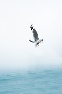seagull flying over body of water during daytime thumbnail