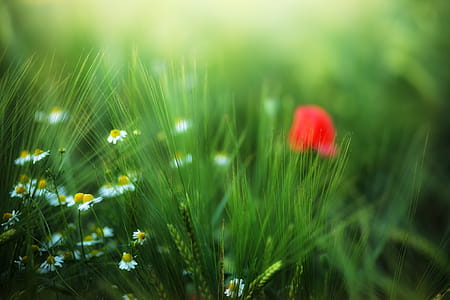 red, flowers, grass, blur thumbnail