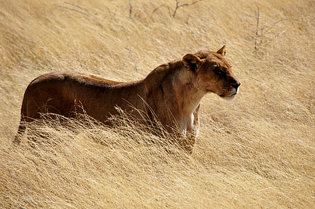 animal photography of lioness thumbnail