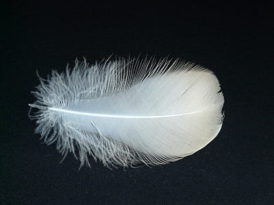white feather thumbnail