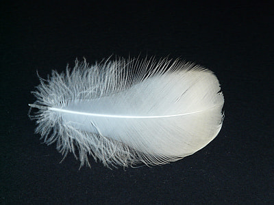close photo of white feather on black mat thumbnail