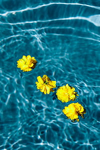 Small yellow flowers floating in the pool thumbnail