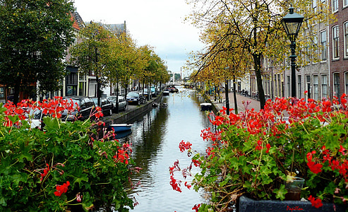 red flowers near river during daytime thumbnail