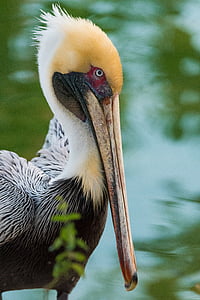 macro photography of yellow and white bird standing during daytime thumbnail