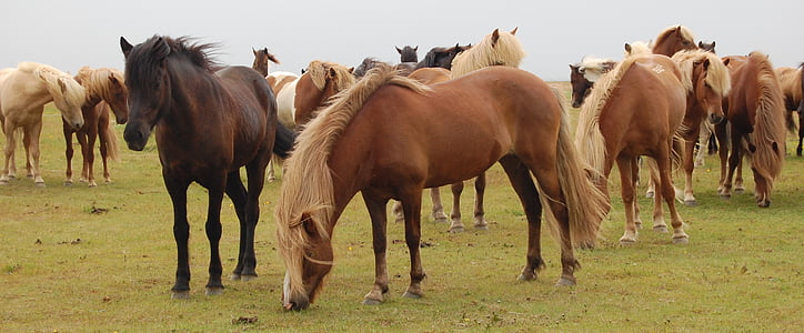 brown horses during daytime photo thumbnail