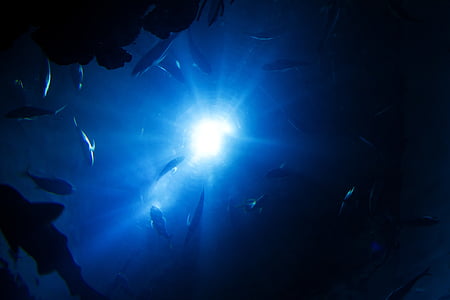 school of fish under water thumbnail