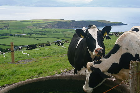 black and white cow on grass field thumbnail