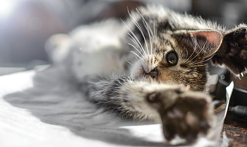 black and gray cat thumbnail