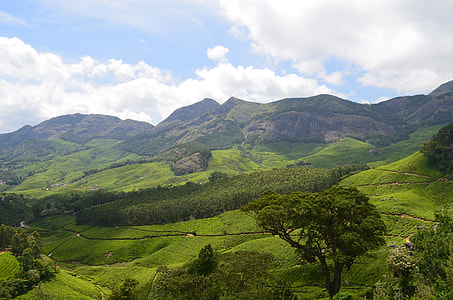green trees and grass field under cloudy sky thumbnail
