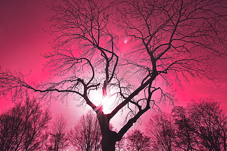 black bare tree illustration thumbnail