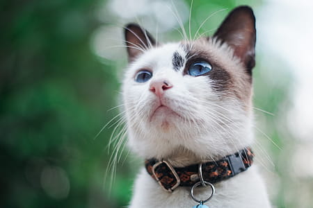 Photo Of Cat thumbnail