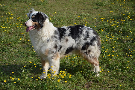 adult black, white, and brown Australian shepherd standing on grass field thumbnail