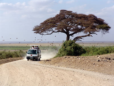 vehicle near tree under sunny sky thumbnail