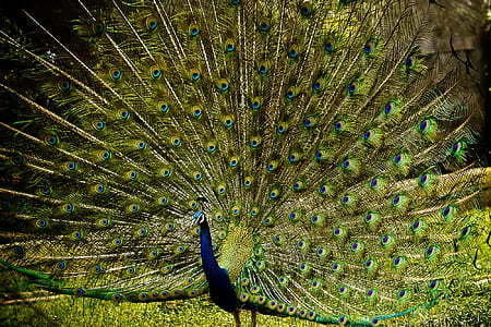 green and blue peacock in grass field thumbnail