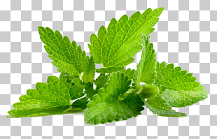 Mentha spicata Patchouli Peppermint Flavor, Mint Transparent, green leaves PNG clipart