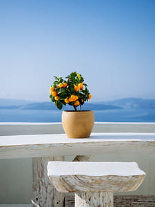 orange plant in pot thumbnail