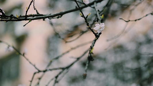 White Petaled Flower on Black Branch thumbnail