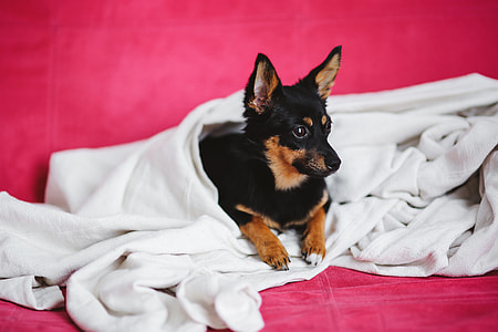 A cute puppy in a pink bed thumbnail