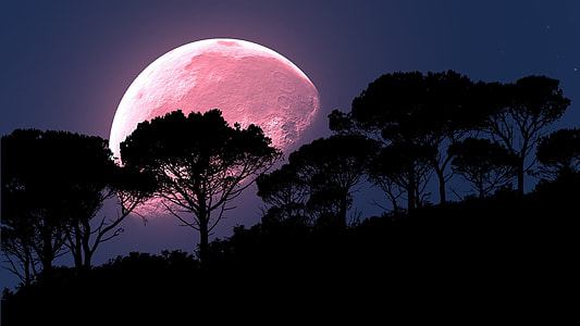 Moon Rise on silhouette treeline during night time thumbnail