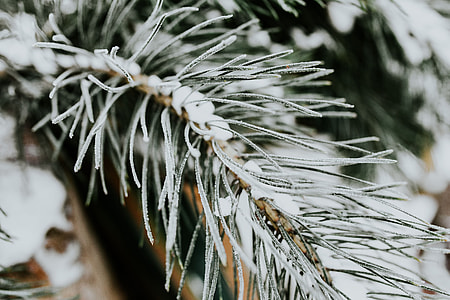 Close-ups of snowy trees thumbnail