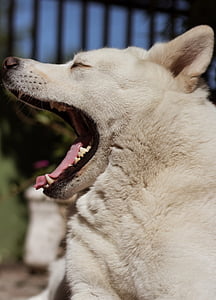 white dog yawning thumbnail