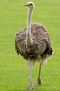 brown Ostrich walking during daytime thumbnail